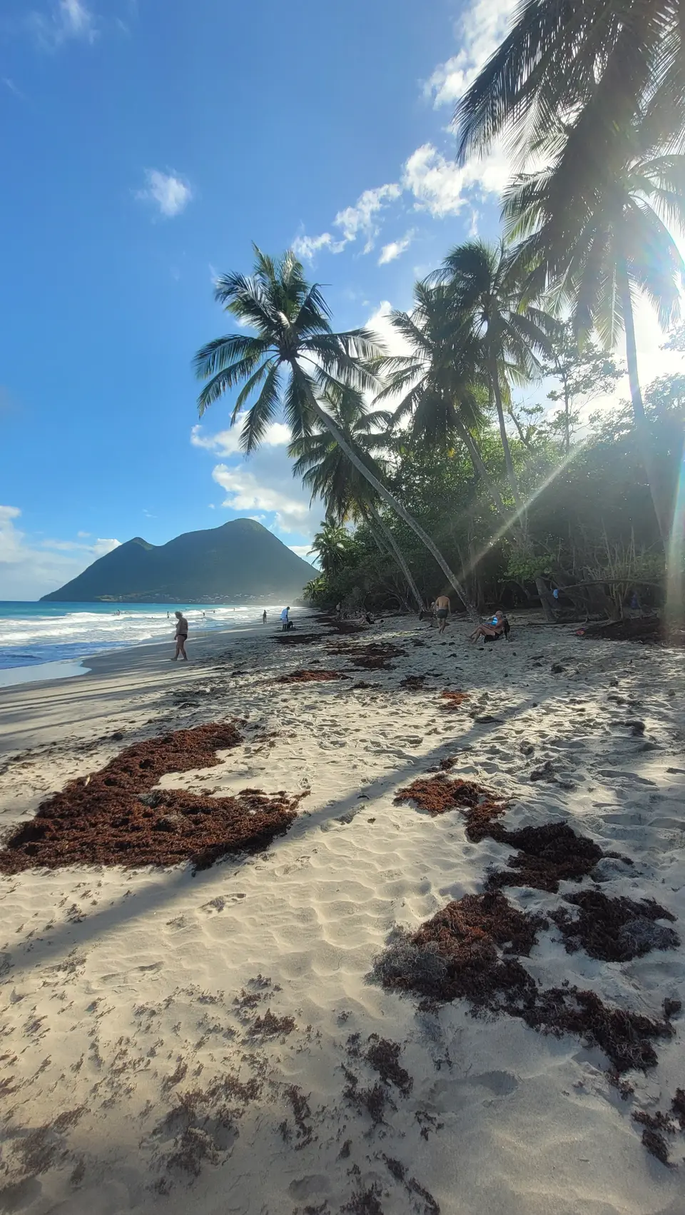 La plage du Diamant, ses cocotiers et le rocher du Diamant au loin